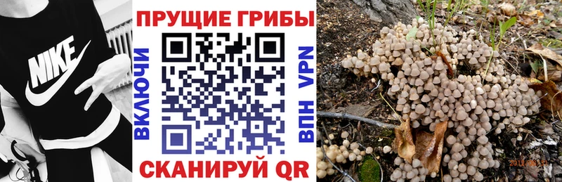 Галлюциногенные грибы Psilocybe  кракен сайт  Октябрьский 